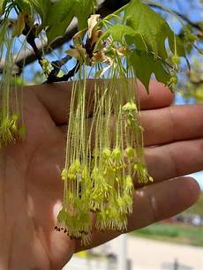 Flower Seeds & Seedlings