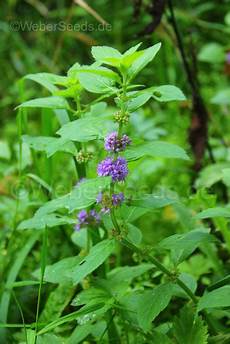 Flower Seeds & Seedlings