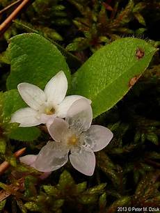 Flower Seeds & Seedlings