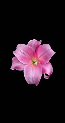 Flower Wallpaper