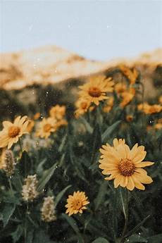 Flower Wallpaper