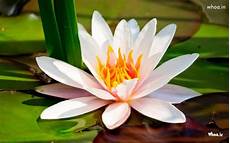Flower Wallpaper