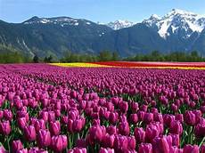 Flower Wallpaper