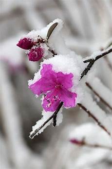 Flowers & Plants