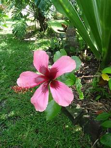 Flowers & Plants