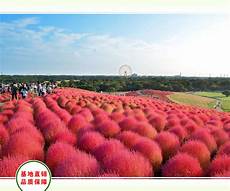 FlowersPlants