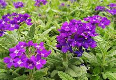 FlowersPlants