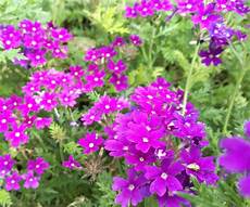 FlowersPlants