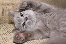 Fluffy Sweat