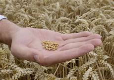 Foliar Fertilizer
