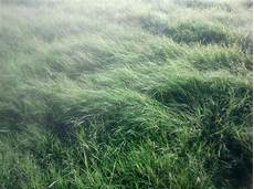 Foliar Fertilizer