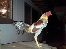 Fowl Livestock
