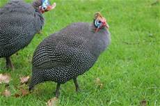 Fowl Livestock