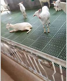 Fowl Livestock