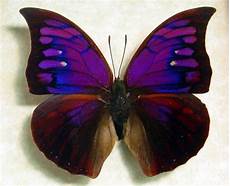 Framed Butterfly