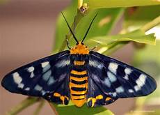 Framed Butterfly