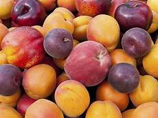 Fresh Apricots