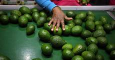 Fresh Avocados