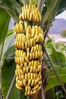 Fresh Bananas