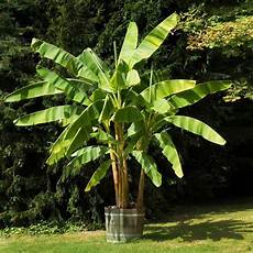 Fresh Bananas