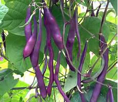 Fresh Beans