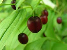 Fresh Berries