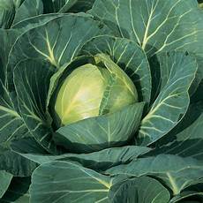 Fresh Cabbages