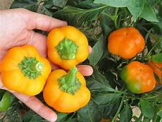 Fresh Capsicum