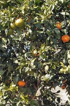 Fresh Citrus Fruit