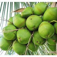 Fresh Coconuts