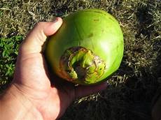 Fresh Coconuts