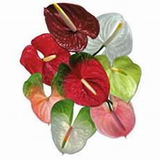 Fresh Cut Anthuriums