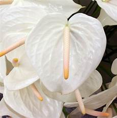 Fresh Cut Anthuriums