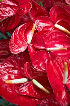 Fresh Cut Anthuriums
