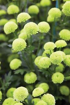 Fresh Cut Chrysanthemums