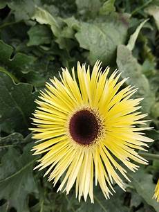 Fresh Cut Chrysanthemums