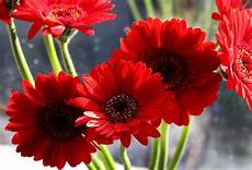 Fresh Cut Flowers