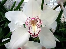 Fresh Cut Orchids
