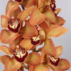 Fresh Cut Orchids