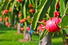 Fresh Dragon Fruit