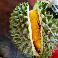 Fresh Durians