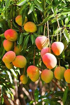 Fresh Fruit