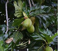 Fresh Fruits