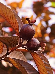 Fresh Guava