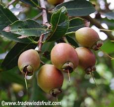 Fresh Guava
