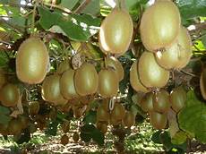 Fresh Kiwi Fruit