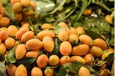 Fresh Mangos