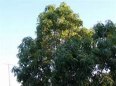 Fresh Mangos