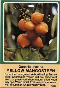 Fresh Mangosteen