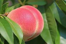 Fresh Peaches